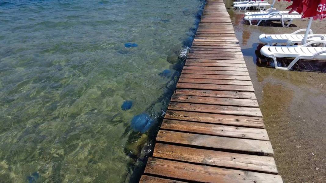 Yüzlercesi sahile vurdu, dokunan anında zehirleniyor! Mavi renklilere sakın yaklaşmayın, ölüm tehlikesi var 4